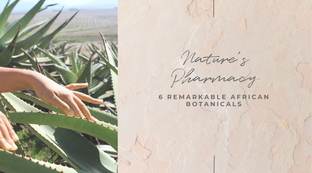 Nature's Pharmacy: 6 Remarkable African Botanicals